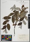 Foto von Salix lapponum L.